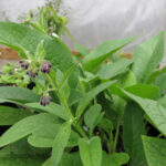 Nitrogen Fixers and Companion Plants