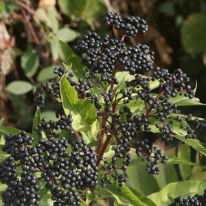 Adams American Elderberry