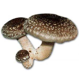 Shiitake Mushroom Plug Spawn