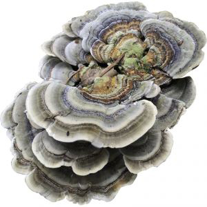 Turkey Tail Mushroom Plug Spawn