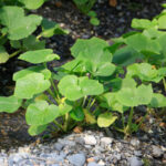 Wasabi, Wasabia Japonica 'Daruma'