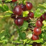 Amish Gooseberry