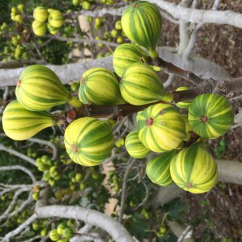 Panache Tiger Fig Tree