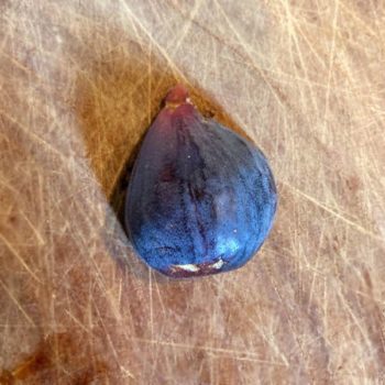 LSU Purple Fig Tree