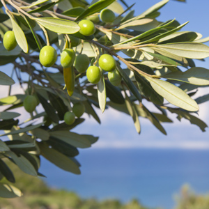 Nocellara Del Belice – Castelvetrano Olive Tree