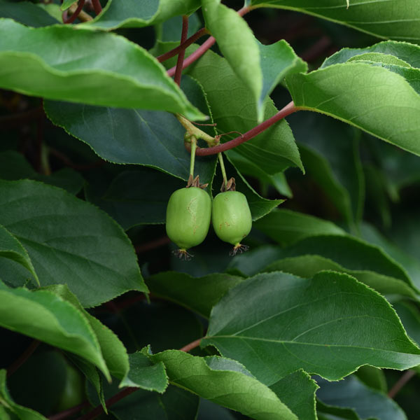 Prolific Female Hardy Kiwi One Green World 1547