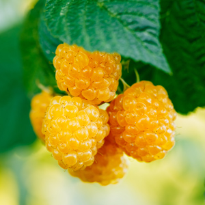 yellow raspberry anne