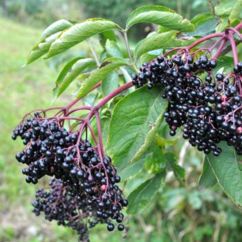 Johns American Elderberry