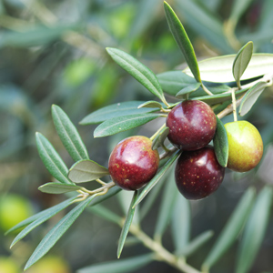 Frantoio Olive Tree