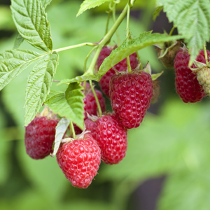 Plant a 5 Ft Row Tulameen Raspberry Rootstock Large Sweet Summer Berries 