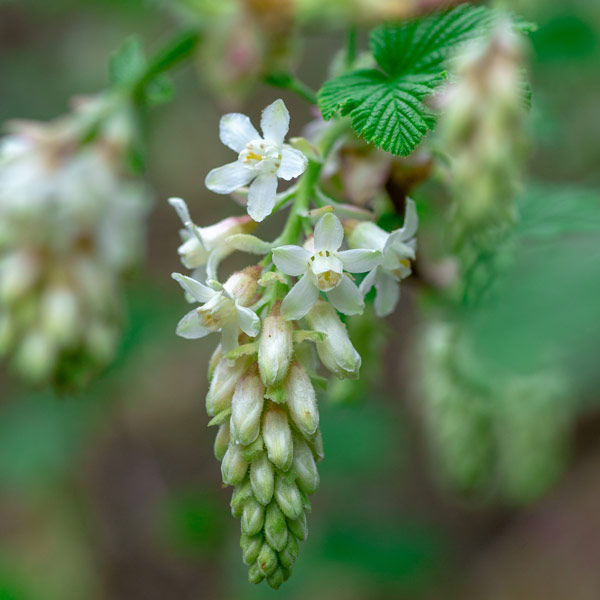 White Icicle™ Flowering Currant One Green World