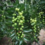 Jujube Tree bundle