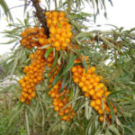 Sea Berry Bundle.
