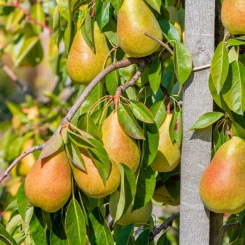 Clapp’s Favorite Pear Tree
