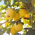 Honeygold Apple Tree