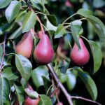 Red Clapp’s Favorite Pear Tree