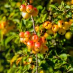 Transcendent Crabapple Tree
