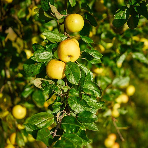 Winter Banana Apple Tree - One Green World