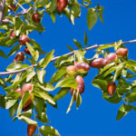 GA-868 Jujube Fruit Tree, Asian Dates