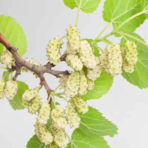 Persian White Mulberry