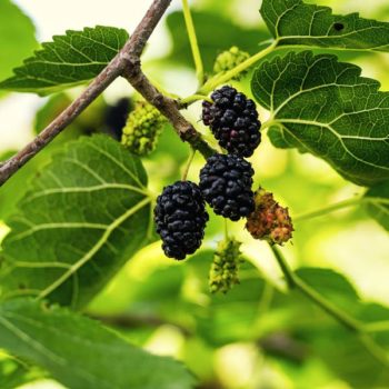 Persian Mulberry Tree