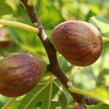 Texas Everbearing Fig Tree