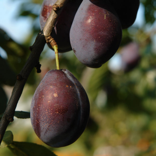 Farm Fresh Stanley Plums - Bulk Natural Foods