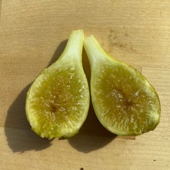 LSU Champagne Fig Tree