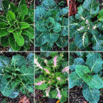 Homesteader's Kaleidoscopic Perennial Kale Grex