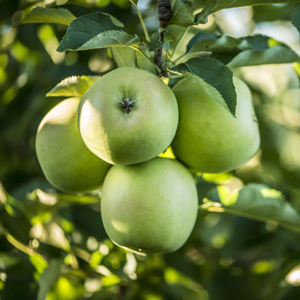 Malus dom. 'Granny Smith' Apple Tree