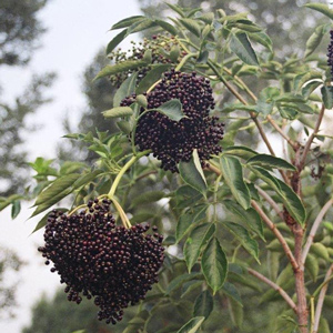 Wyldewood American Elderberry