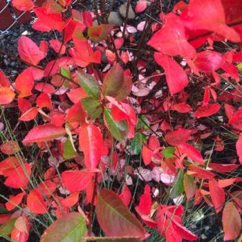 Autumn Magic Aronia