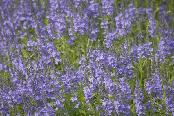 companion-plants-for-fruit-trees