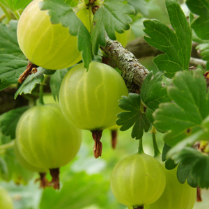 Shefford Gooseberry - available at One Green World