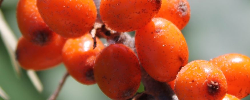 Sea Berry Growing Guide