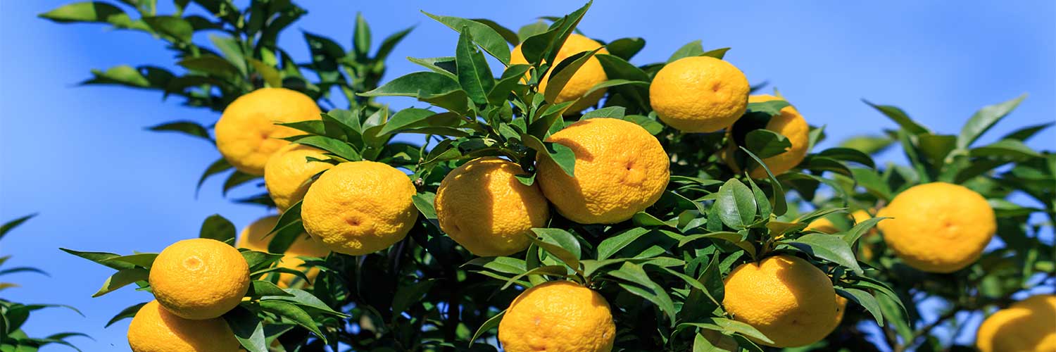 Yuzu Ichandrin Hardy Citrus Tree - One Green World