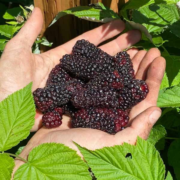 Columbia Giant Thornless Blackberry