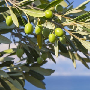 Arbosana Olive Tree
