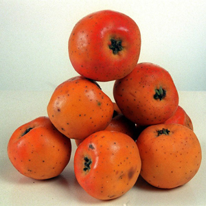 Red Fruited Tejocote Tree