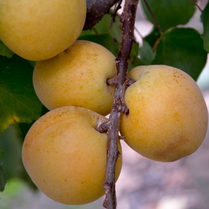 Autumn Glo Apricot
