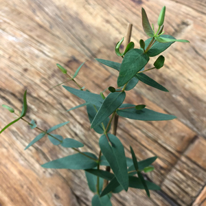 Candlebark Gum Eucalyptus