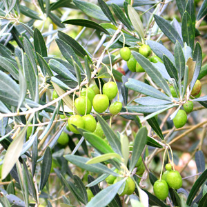 Pendolino Olive Tree