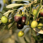 Manzanillo Olive