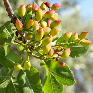 Kerman Pistachio Tree - Stark Bro's