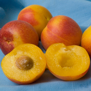 Bella Gold Peacotum