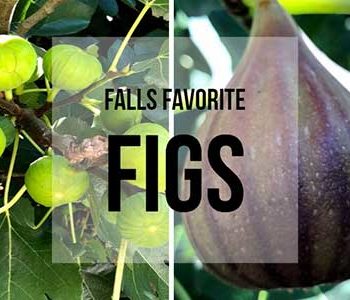 Fig Growing Guide