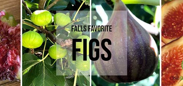 Fig Growing Guide One Green World,Coin Stores Nearby