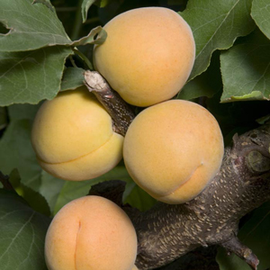 Goldcot Apricot