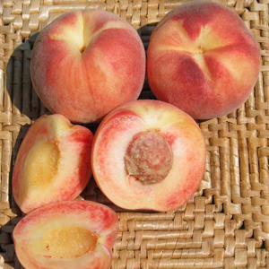 Tri-Lite Peach Plum