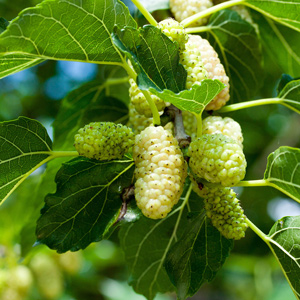 California White Mulberry